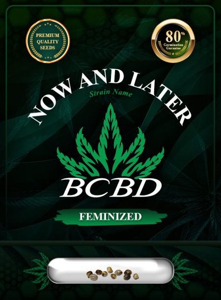 Now and Later Strain Feminized Marijuana Seeds