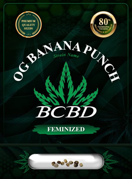 OG Banana Punch Strain Feminized