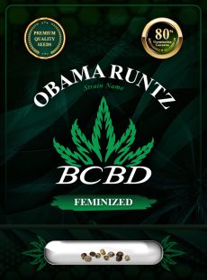 Obama Runtz Strain Feminized Marijuana Seeds