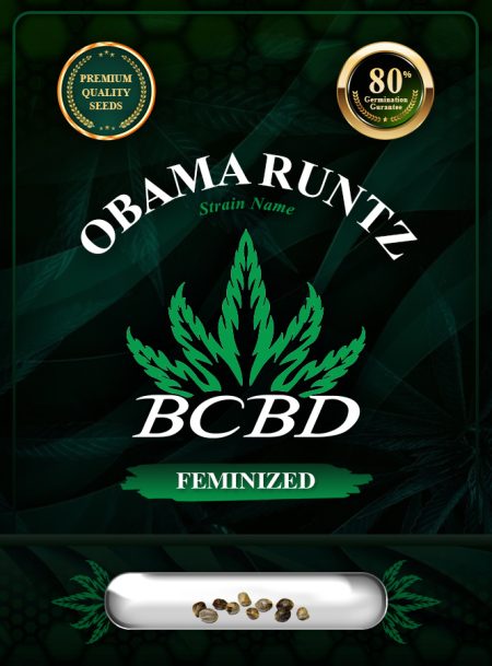 Obama Runtz Strain Feminized Marijuana Seeds