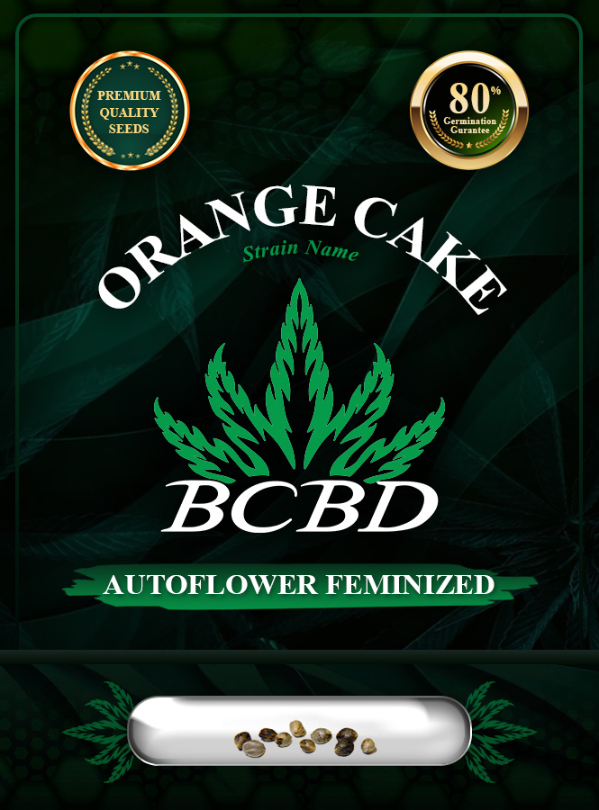 Orange Cake Strain Autoflowering Marijuana Seeds