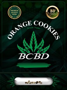 Orange Cookies Strain Feminized