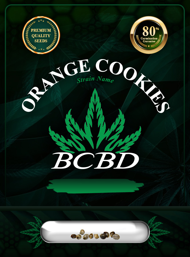 Orange Cookies Strain Feminized Marijuana Seeds