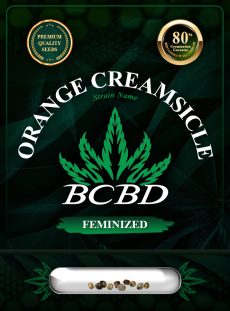 Orange Creamsicle Strain Feminized