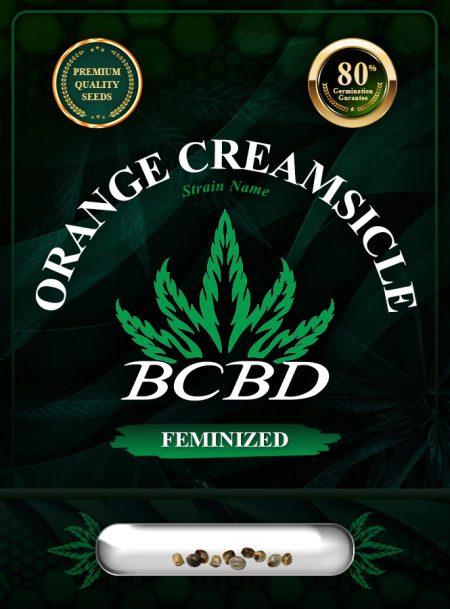 Orange Creamsicle Strain Feminized