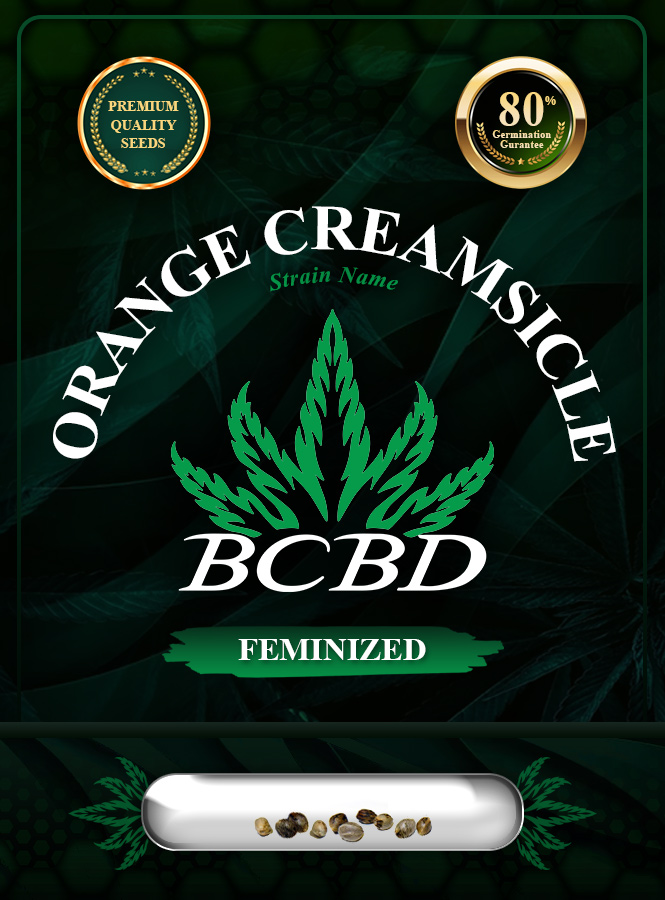 Orange Creamsicle Strain Feminized Marijuana Seeds