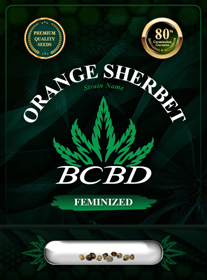 Orange Sherbet Strain Feminized Marijuana Seeds