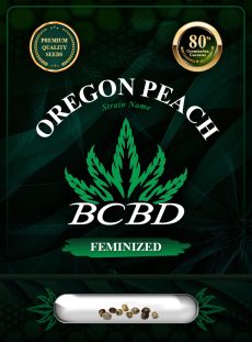 Oregon Peach Strain Feminized