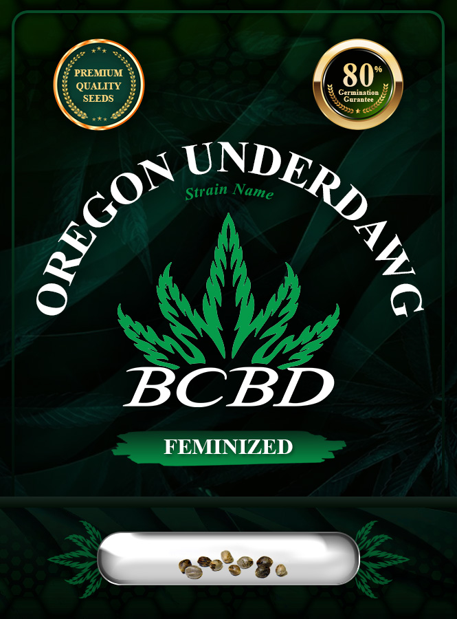 Oregon Underdawg Strain Feminized Marijuana Seeds