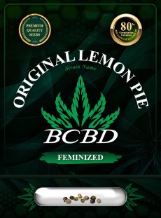 Original Lemon Pie Strain Feminized