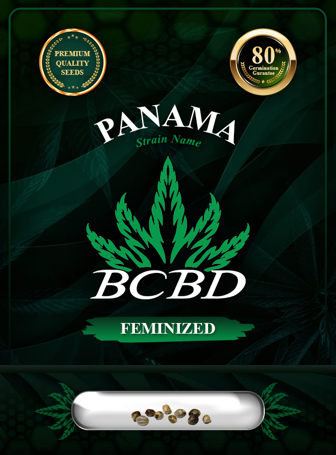 Panama Strain Feminized Marijuana Seeds