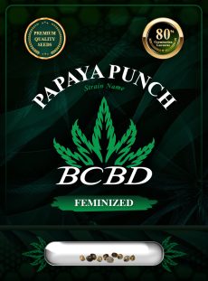 Papaya Punch Strain Feminized