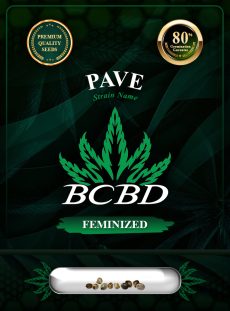 Pave Strain Feminized