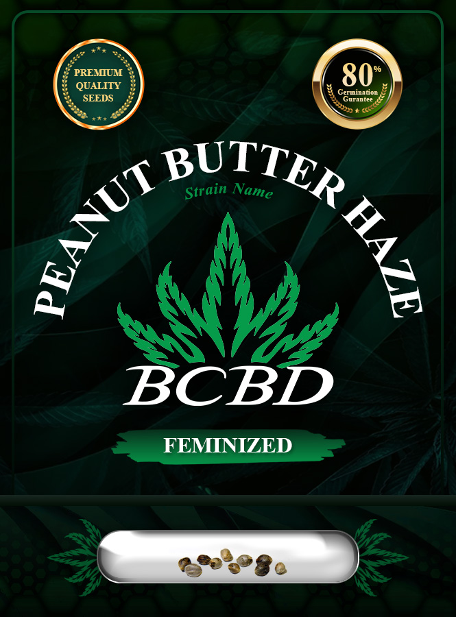 Peanut Butter Haze Feminized Marijuana Seeds