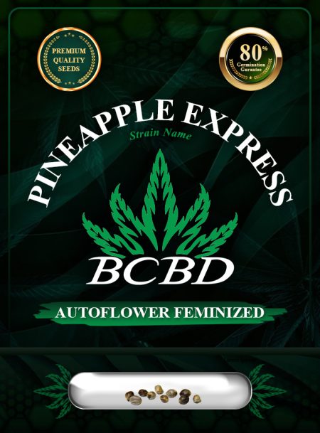 Pineapple Express Strain Autoflowering