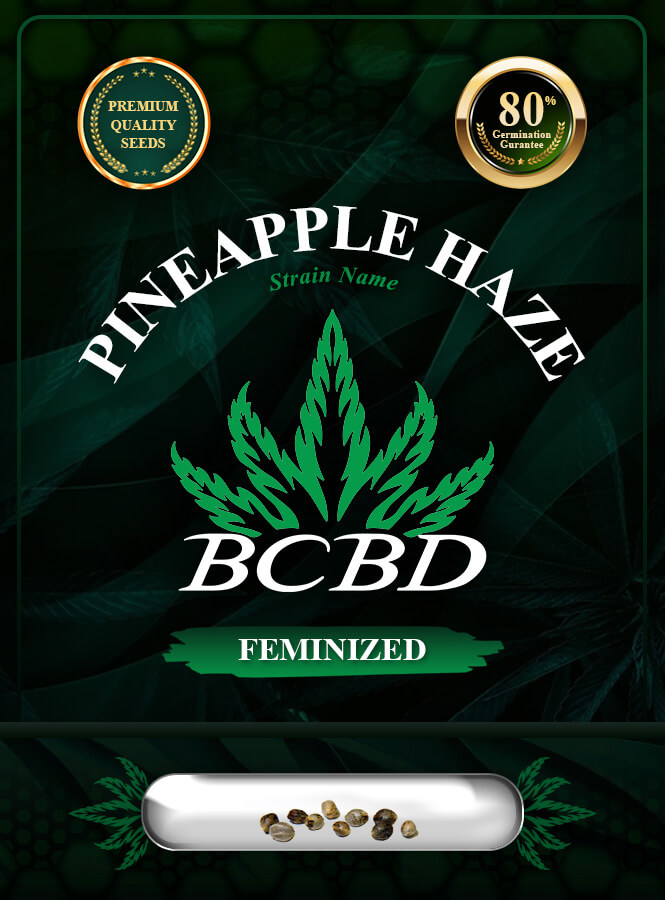 Pineapple Haze Feminized Marijuana Seeds
