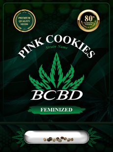 Pink Cookies Strain Feminized