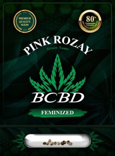 Pink Rozay Strain Feminized