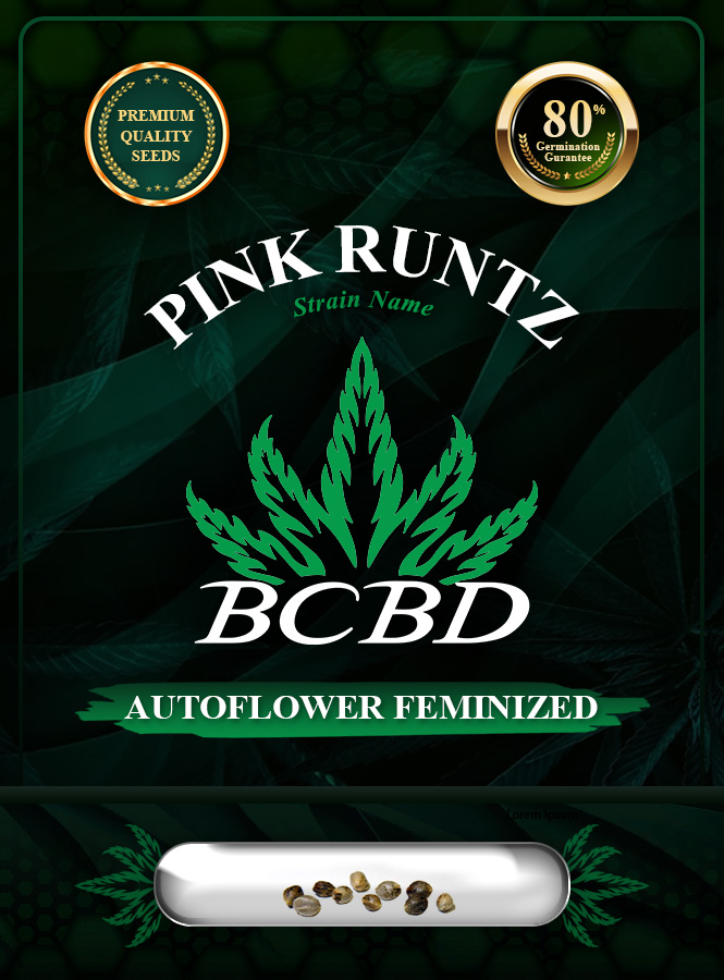 Pink Runtz Strain Autoflowering Marijuana Seeds