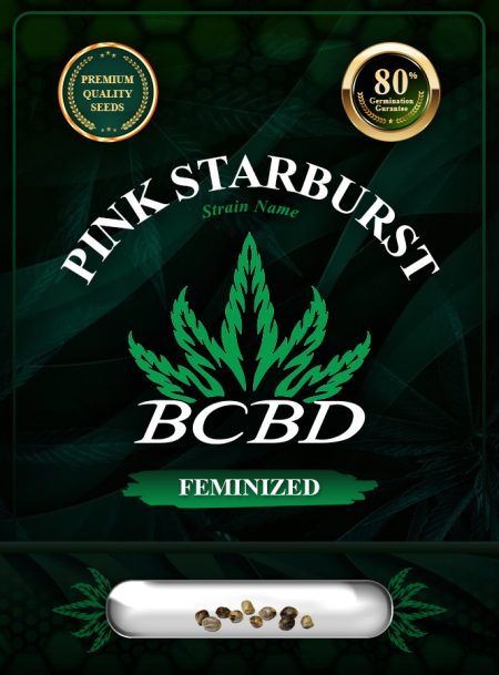 Pink Starburst Strain Feminized