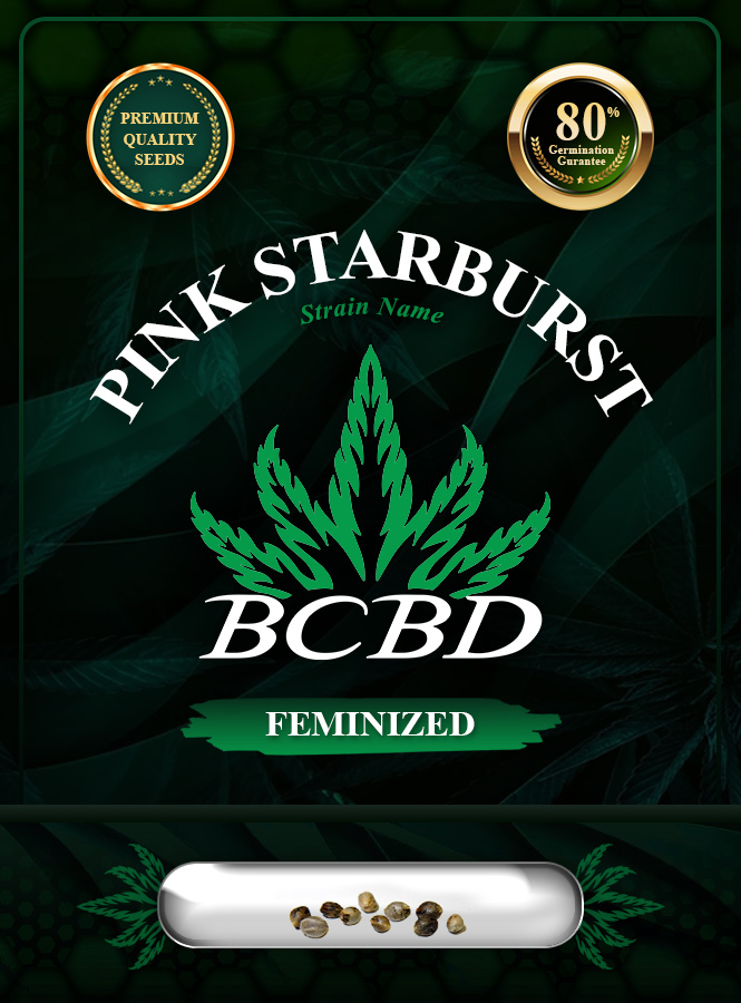 Pink Starburst Strain Feminized Marijuana Seeds