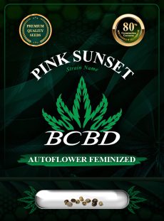 Pink Sunset Autoflowering Marijuana