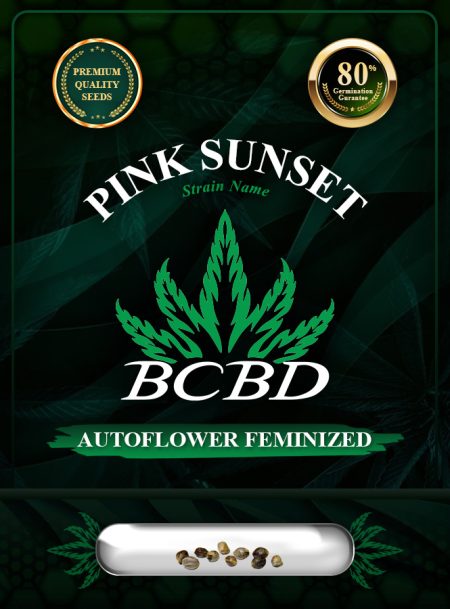 Pink Sunset Autoflowering Marijuana