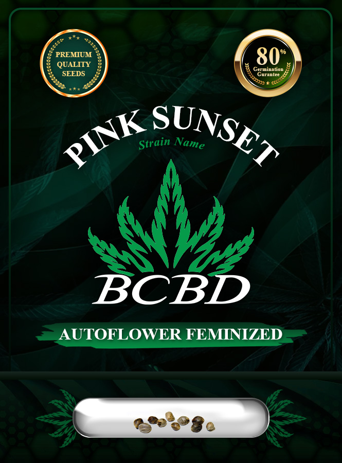Pink Sunset Strain Autoflowering Marijuana Seeds