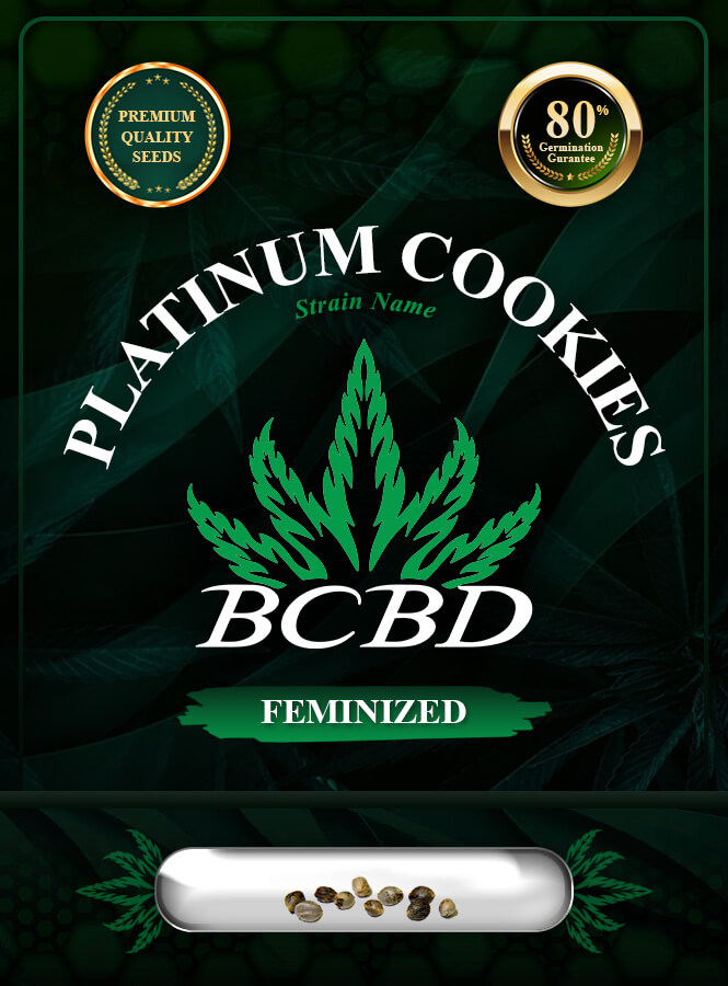 Platinum Cookies Strain Feminized Marijuana Seeds