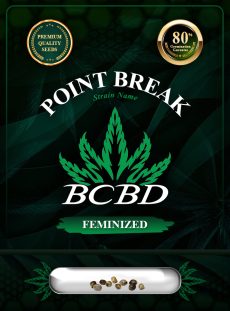 Point Break Strain Feminized