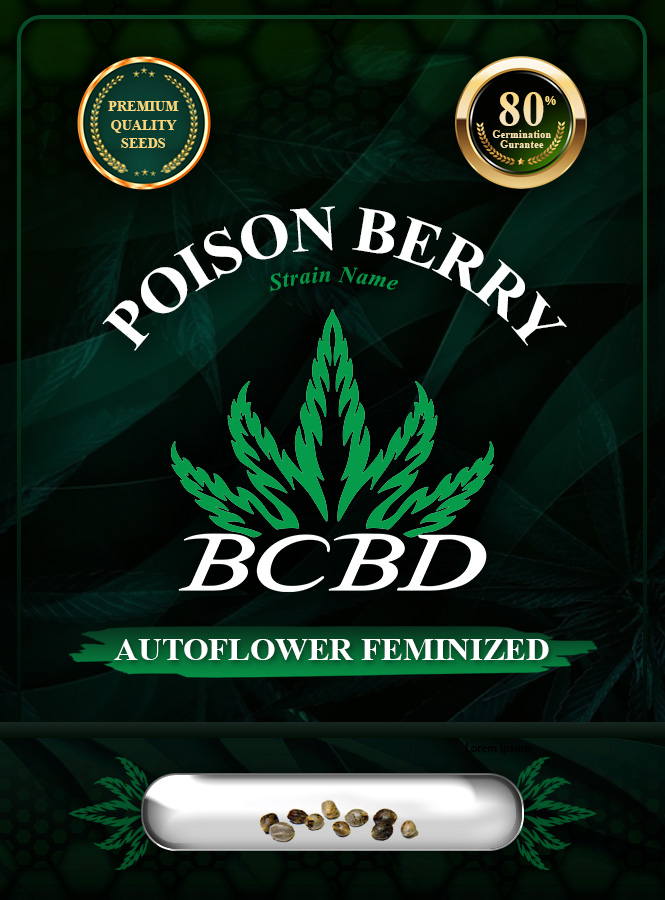 Poison Berry Strain Autoflowering Marijuana Seeds