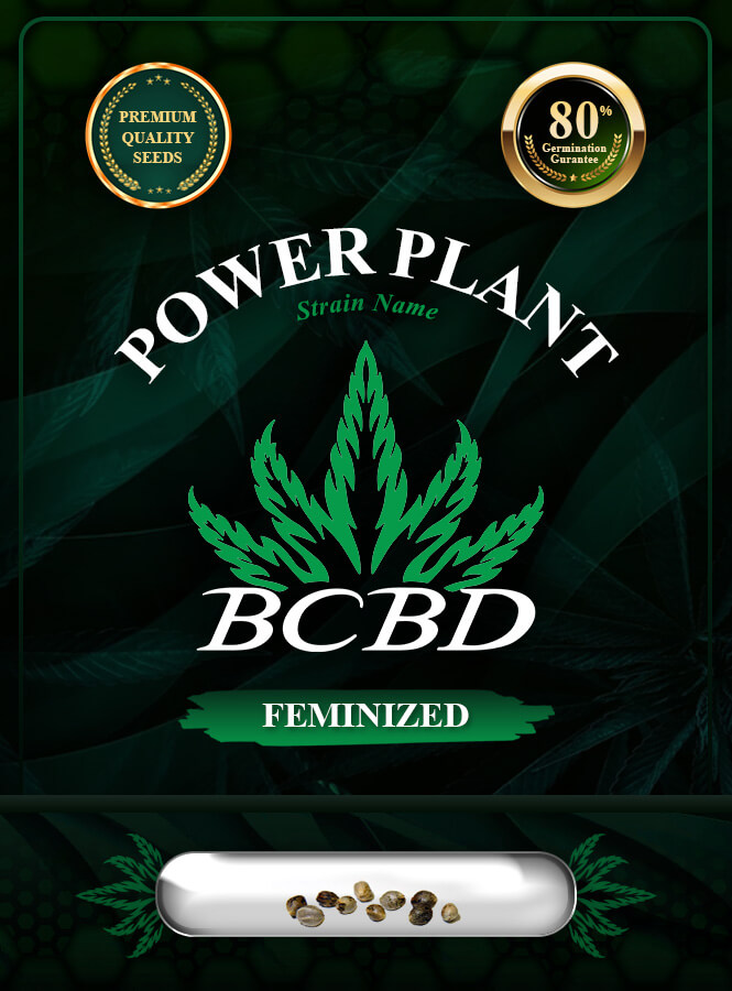 Power Plant Strain Feminized Marijuana Seeds