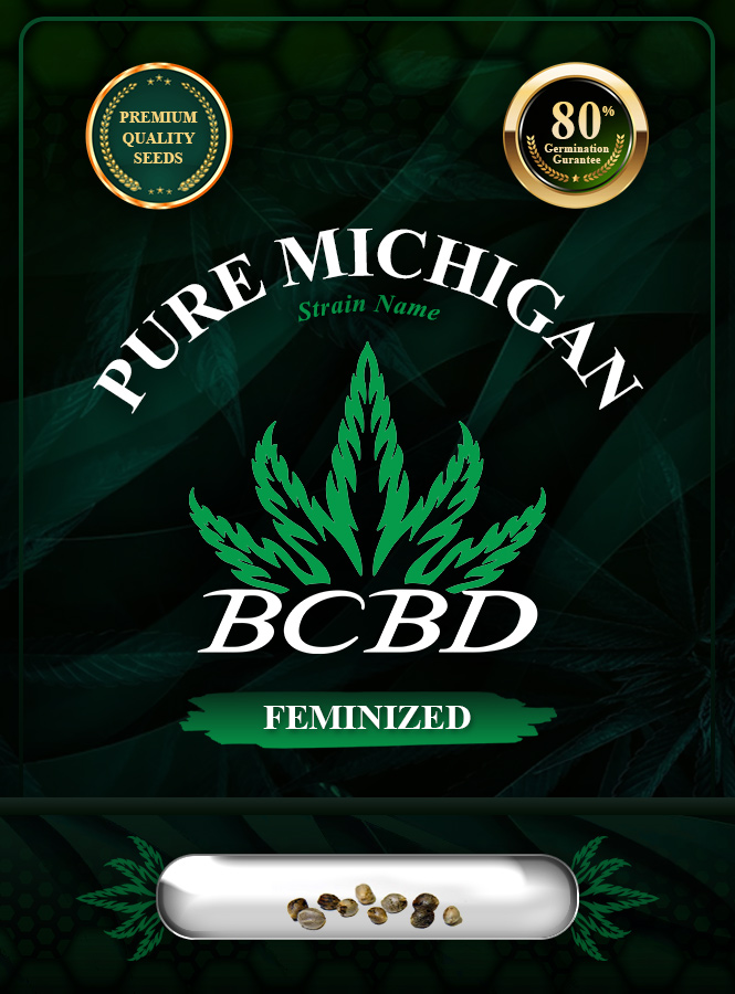 Pure Michigan Strain Feminized Marijuana Seeds