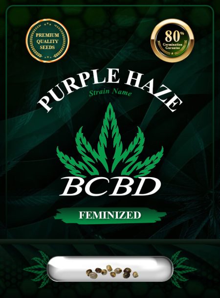 Purple Haze Feminized