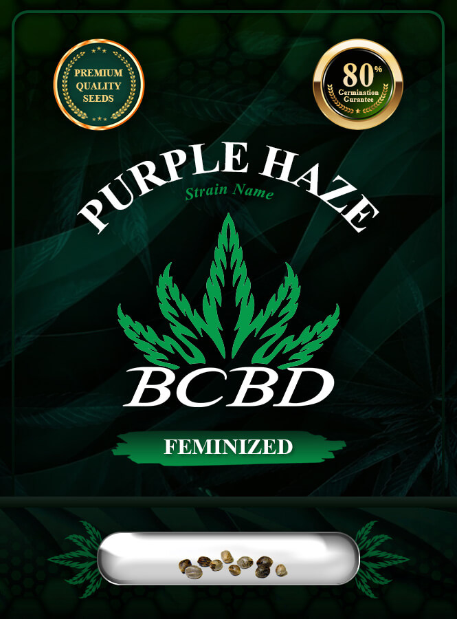 Purple Haze Feminized Marijuana Seeds