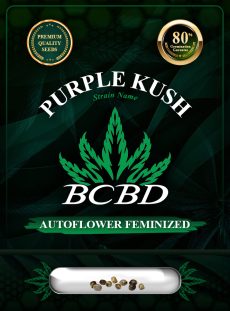 Purple Kush Autoflowering