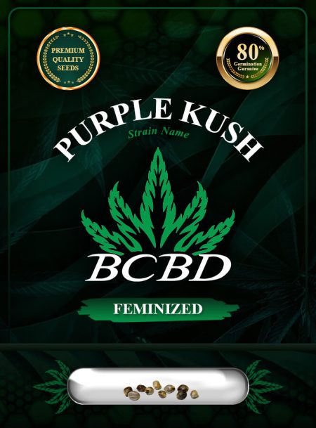 Purple Kush Feminized