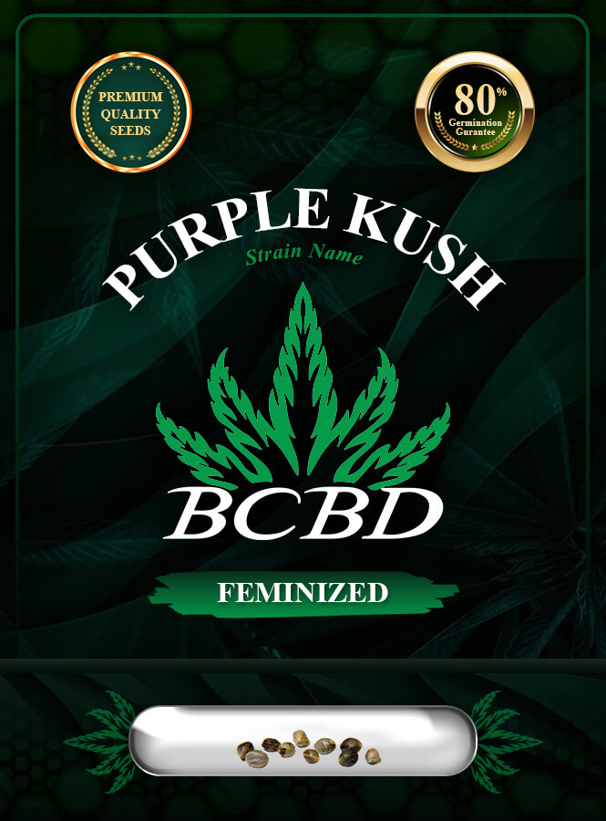 Purple Kush Feminized Marijuana Seeds