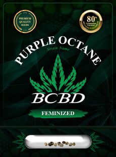 Purple Octane Strain Feminized