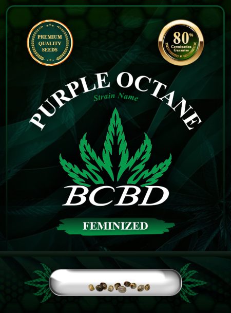 Purple Octane Strain Feminized