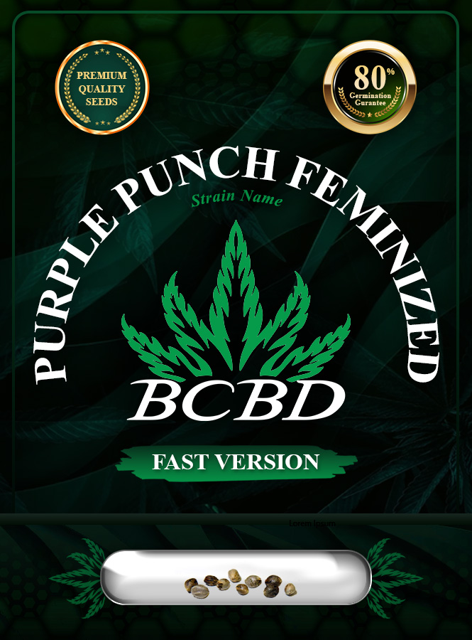 Purple Punch Strain Feminized Fast Version Marijuana Seeds