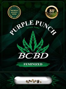 Purple Punch Strain Feminized