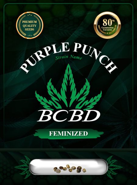 Purple Punch Strain Feminized