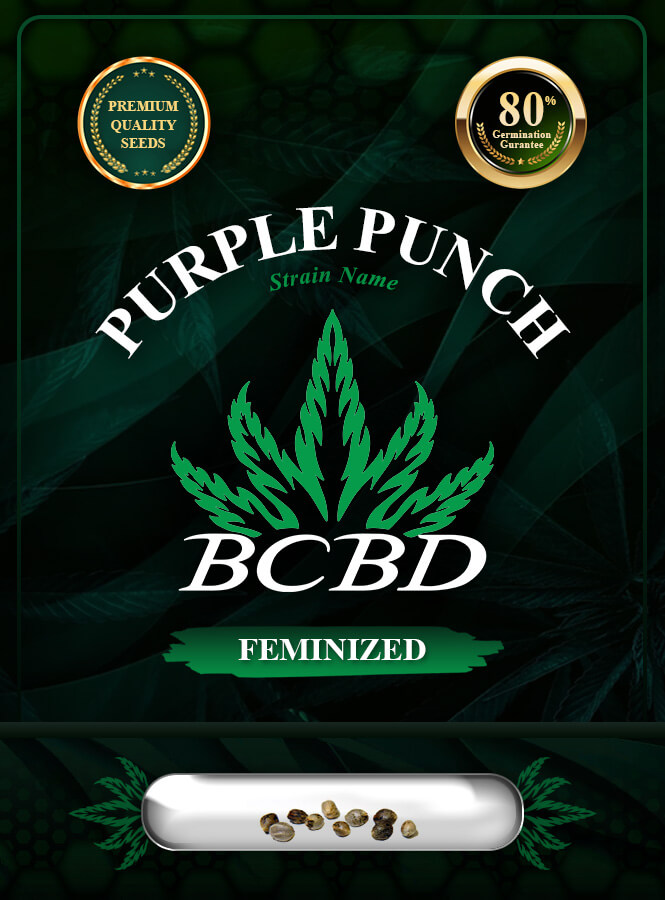 Purple Punch Strain Feminized Marijuana Seeds