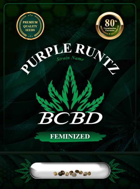 Purple Runtz Strain Feminized
