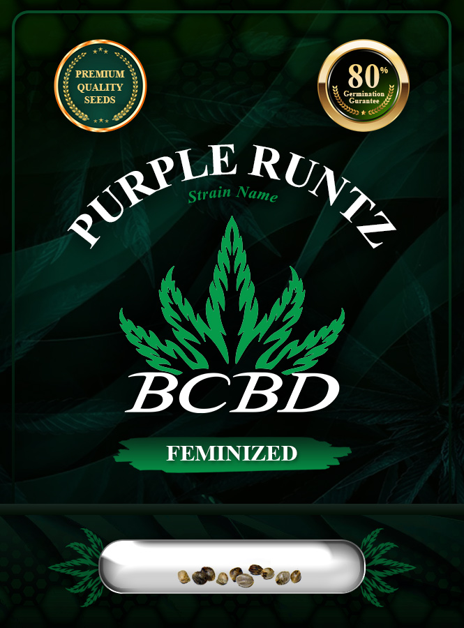 Purple Runtz Strain Feminized Marijuana Seeds