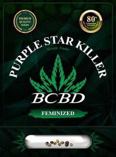 Purple Star Killer Strain Feminized