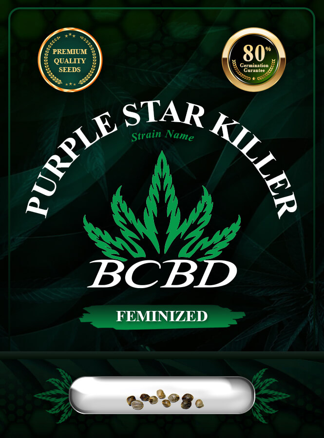 Purple Star Killer Strain Feminized Marijuana Seeds