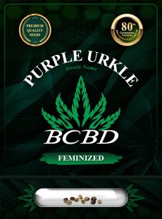Purple Urkle Strain Feminized