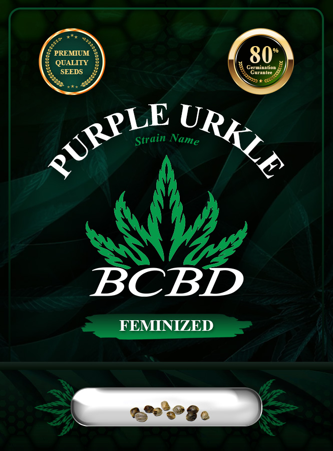 Purple Urkle Strain Feminized Marijuana Seeds